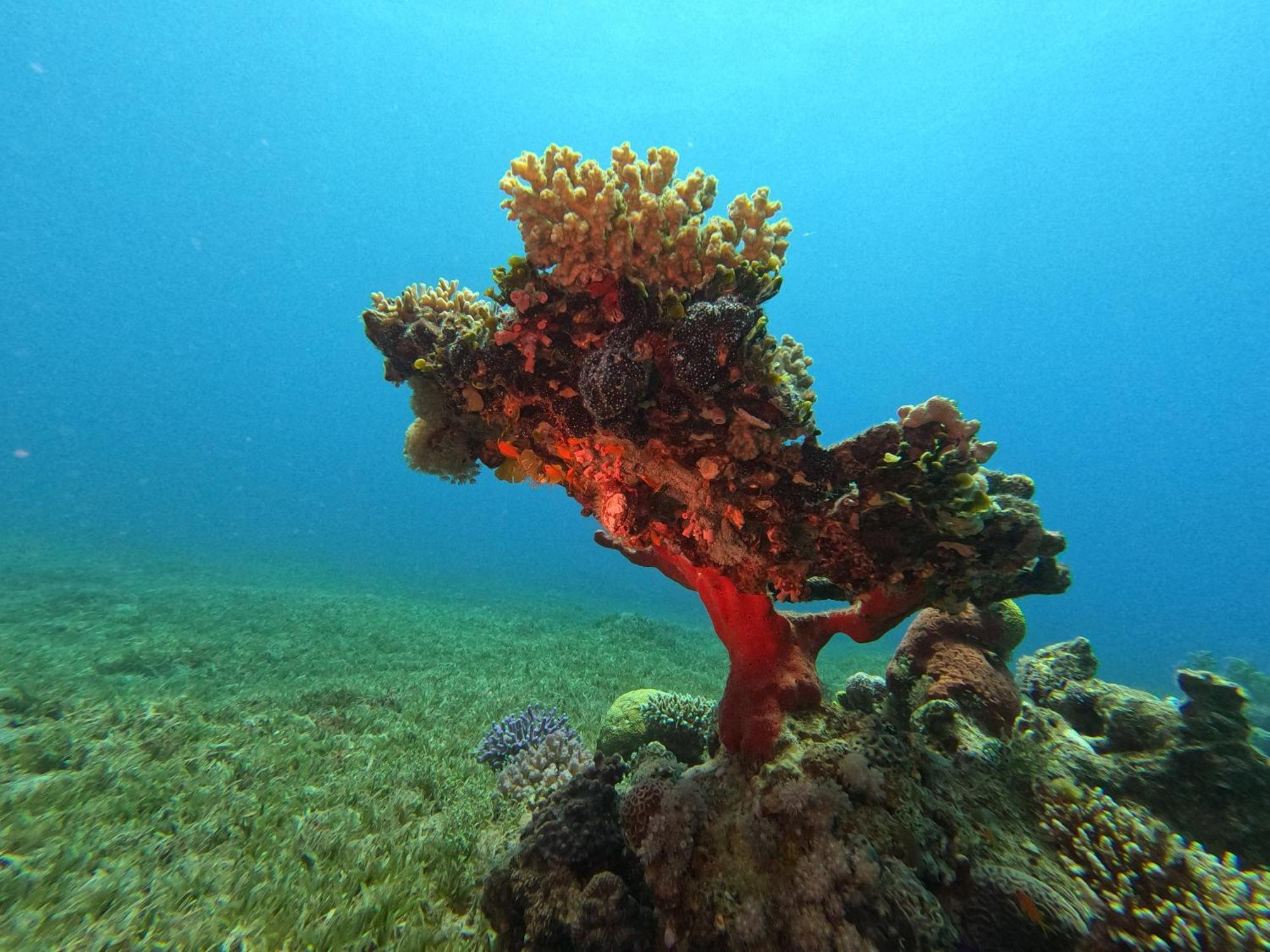 Aqaba Pro Divers Exterior foto